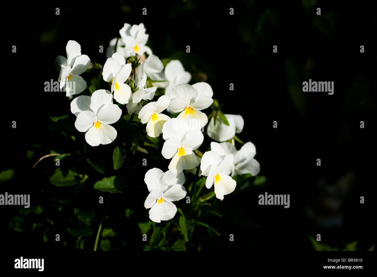 White violas in flower in late summer Stock Photo