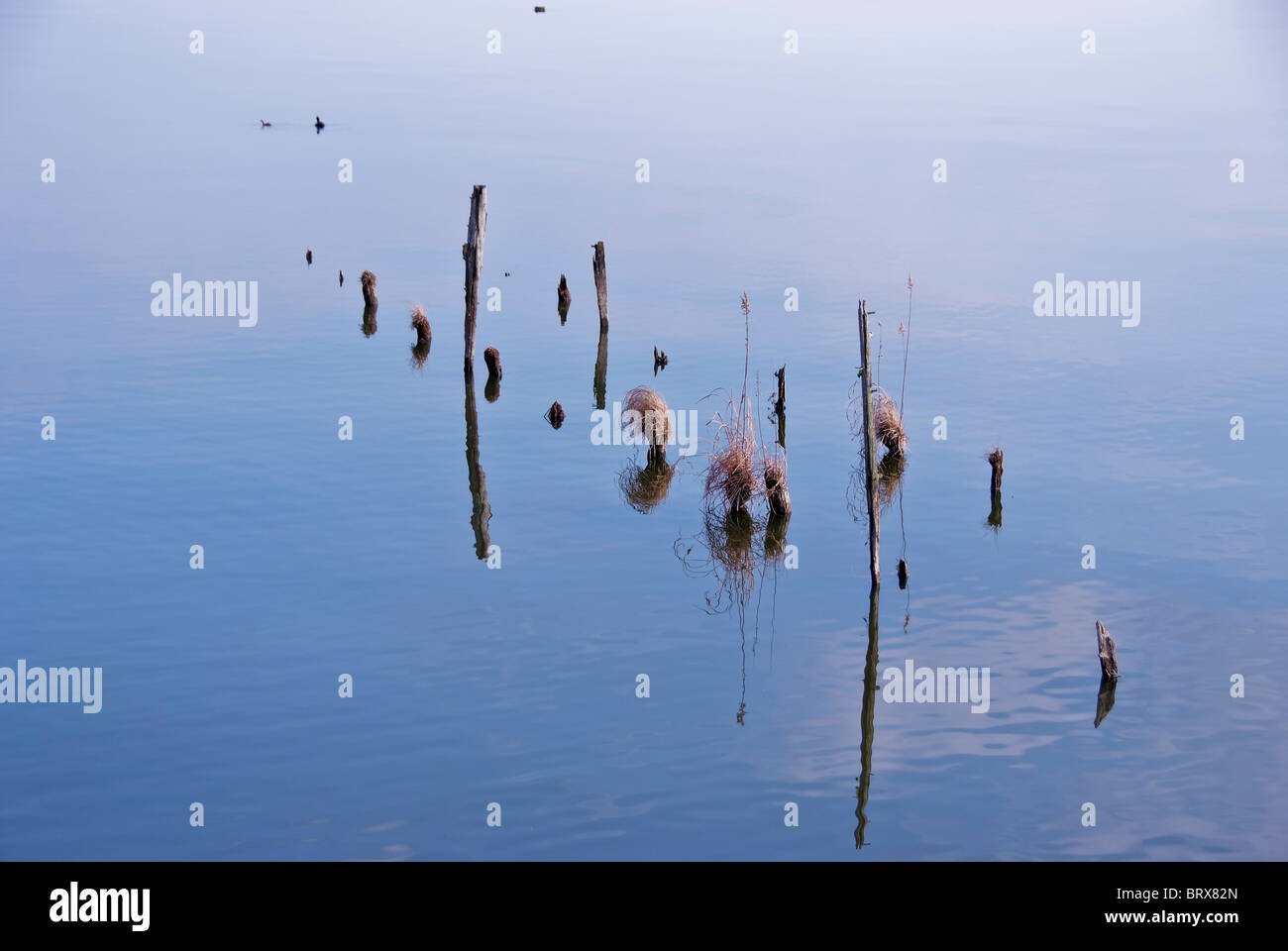 Wooden Posts in Calm Water Stock Photo Alamy