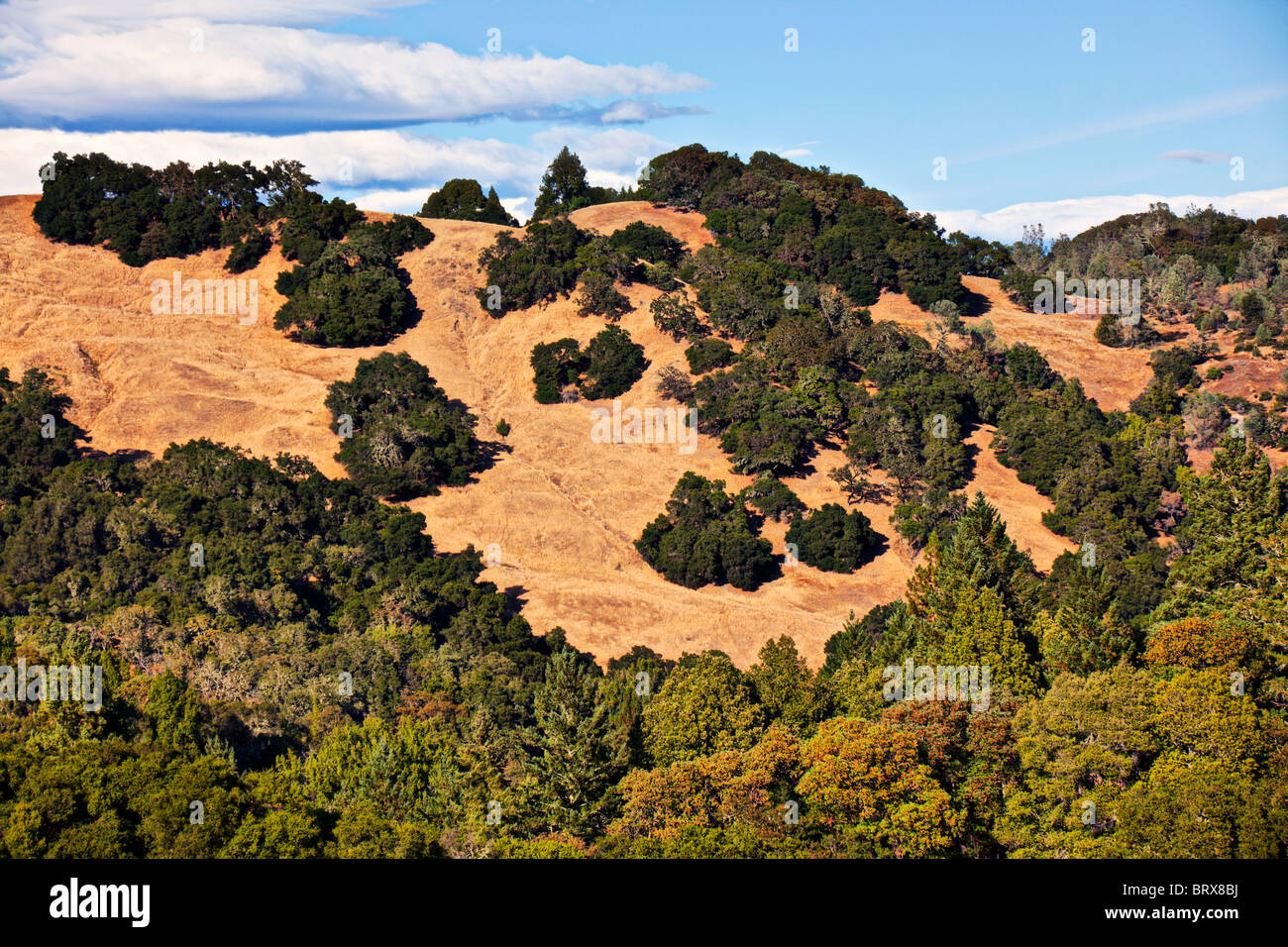 California golden hills with green trees and clouds Stock Photo Alamy