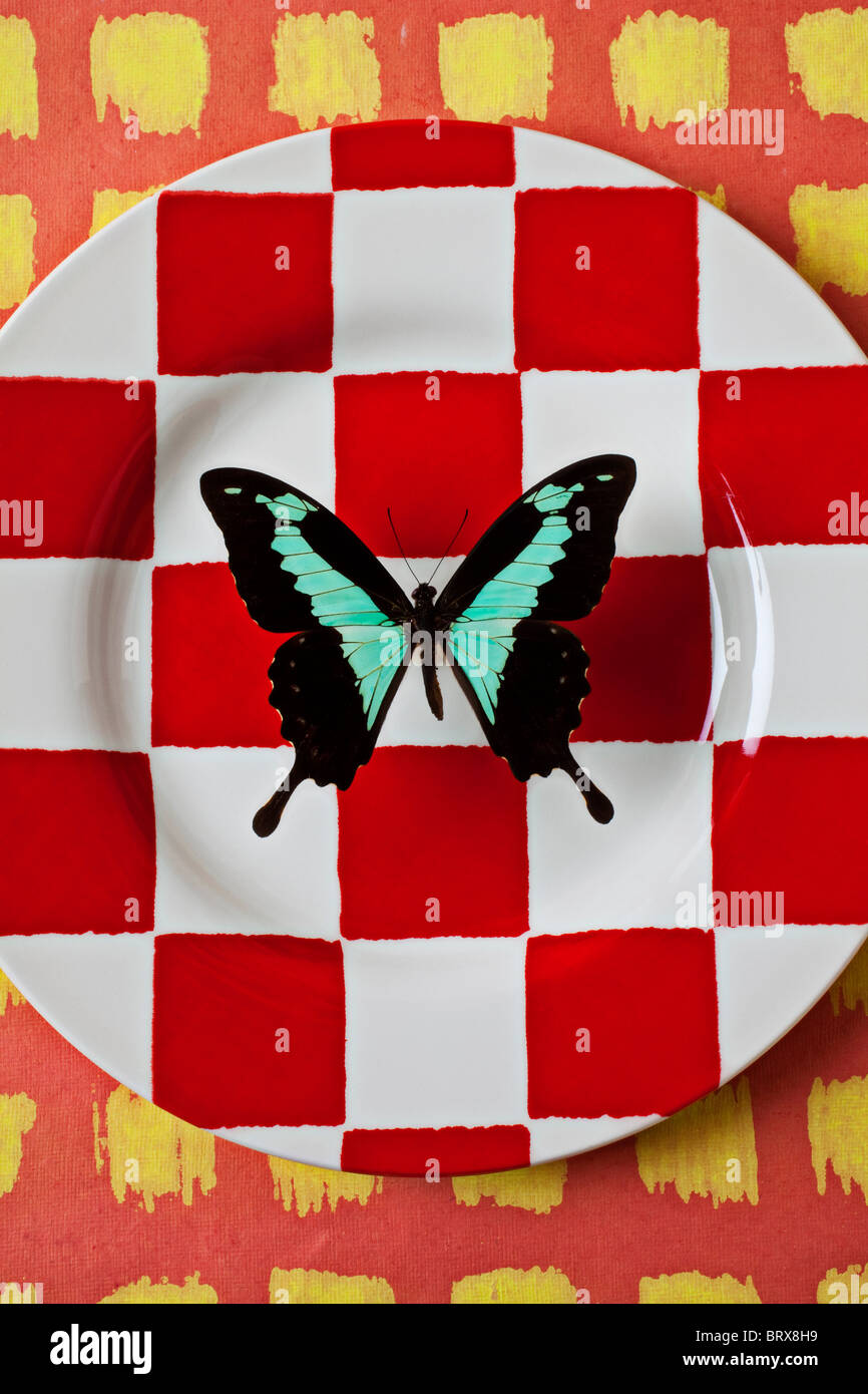 Green and black butterfly on red checker plate Papilio phorcas Stock Photo