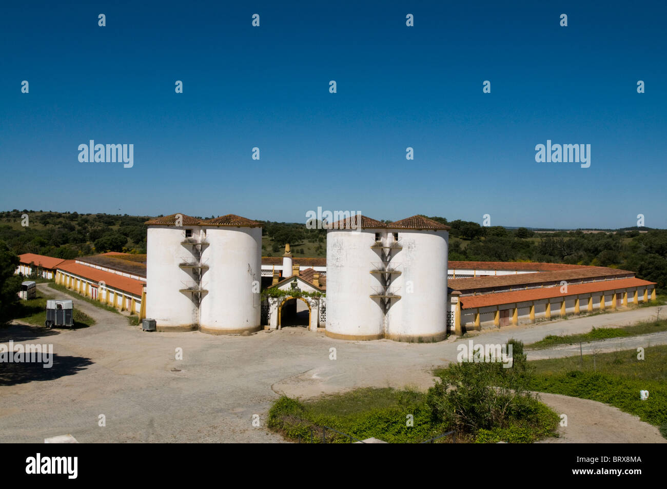 Coudelaria de Alter do Chao, the most famous studfarm in Portugal. Most horses are Lusitanos Stock Photo