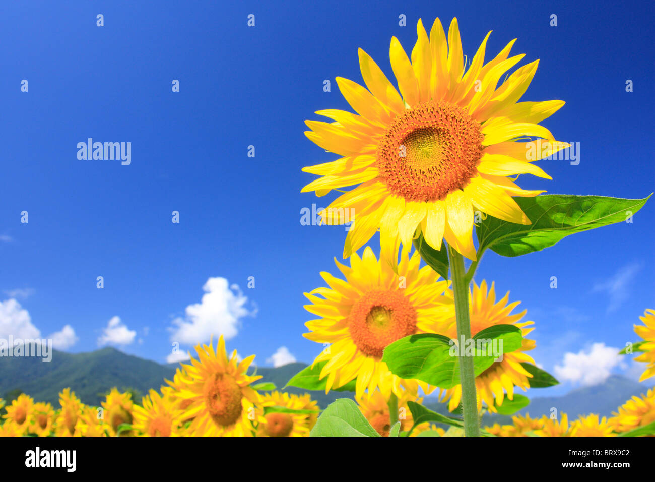 Sunflowers azumino hi-res stock photography and images - Alamy