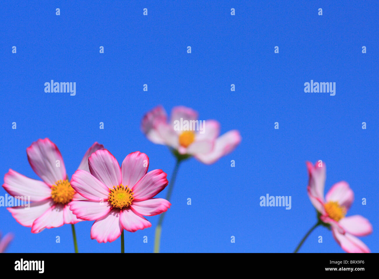 Cosmos Flowers Against Blue Sky Stock Photo Alamy