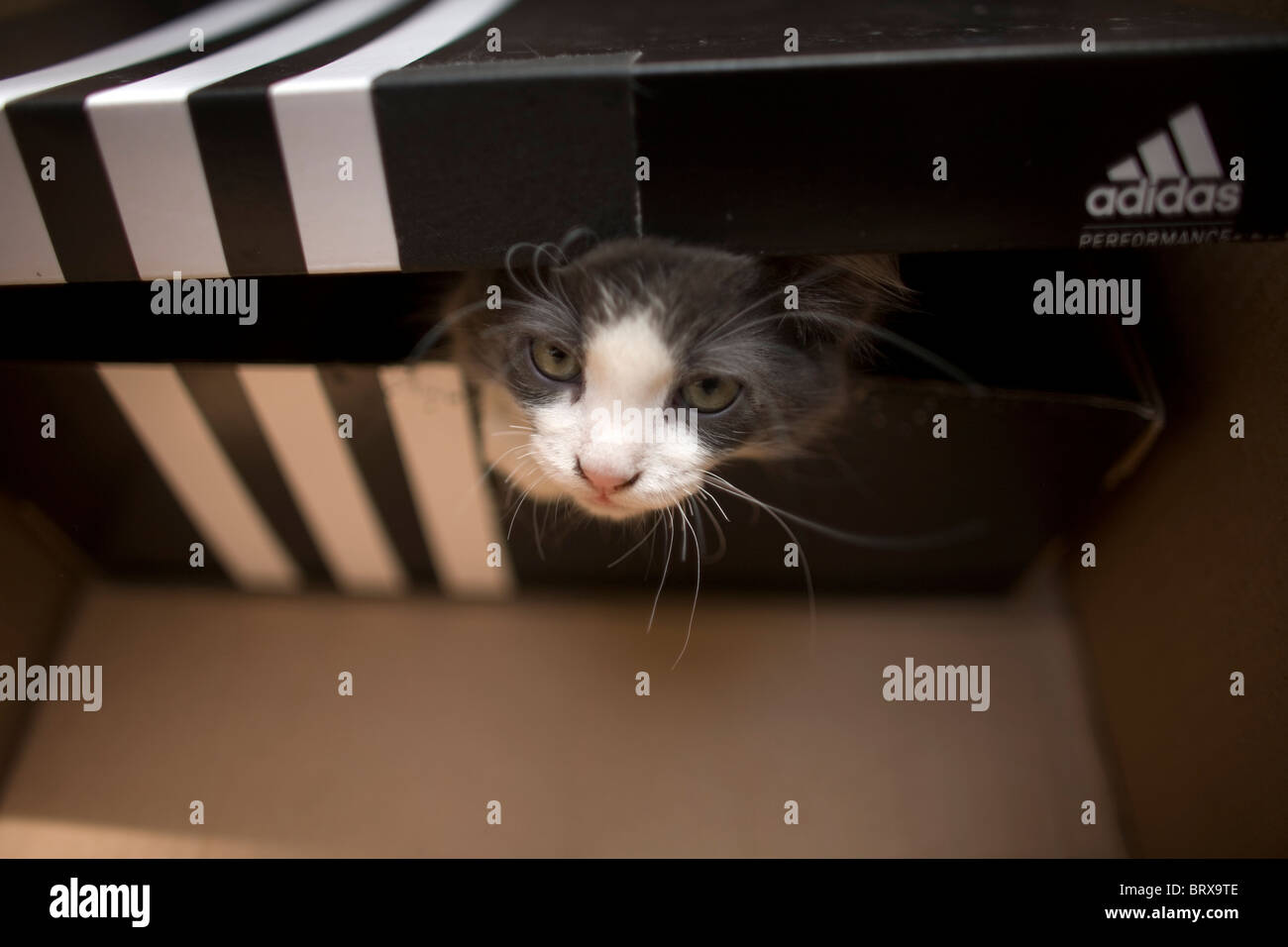 adidas empty shoe box