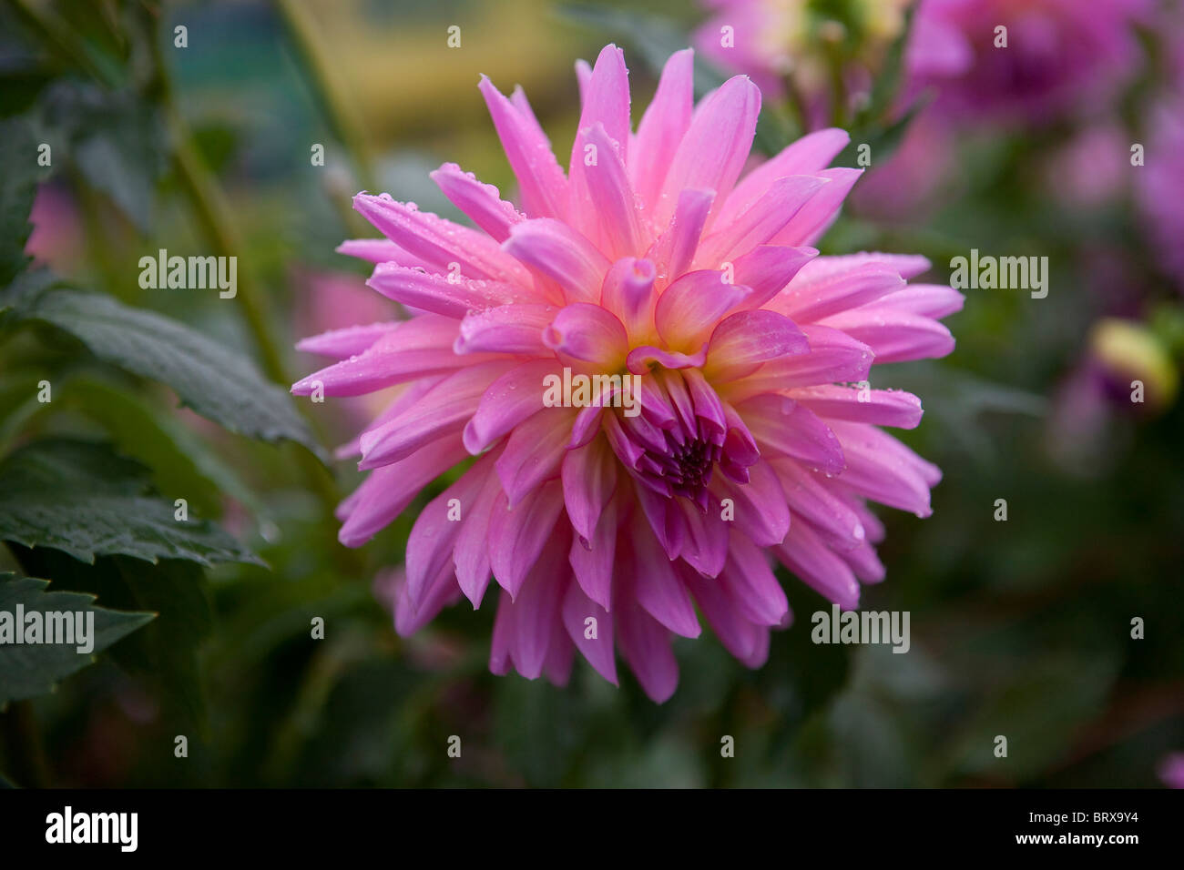 Horizontal image pink dahlia hi-res stock photography and images - Alamy