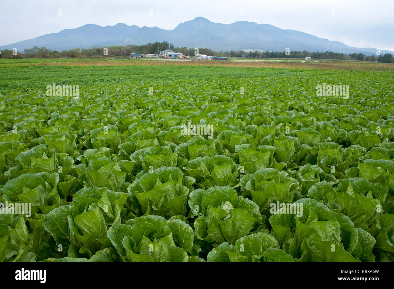 Chinese Cabbage Field Stock Photo