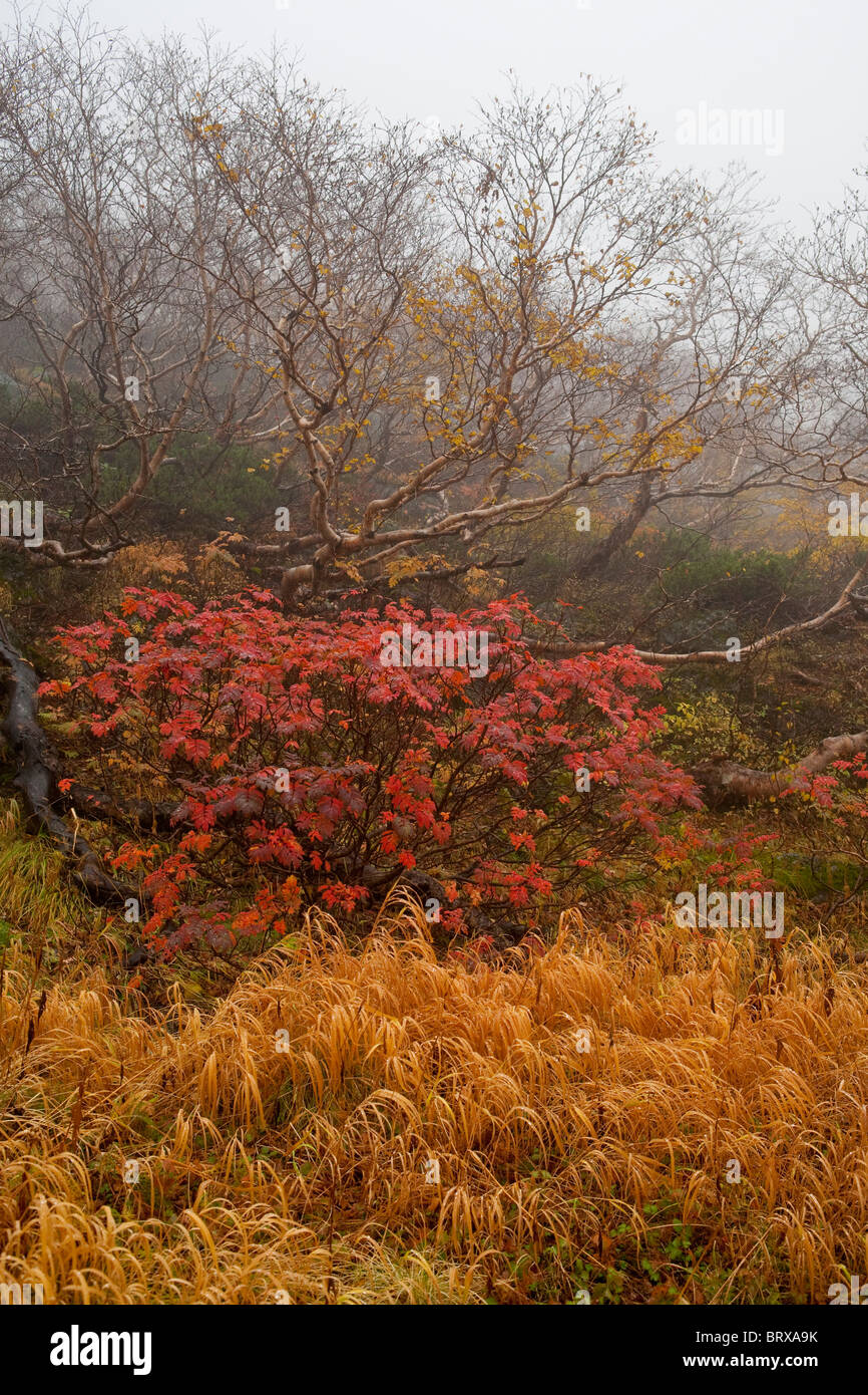 Autumnal Trees Stock Photo