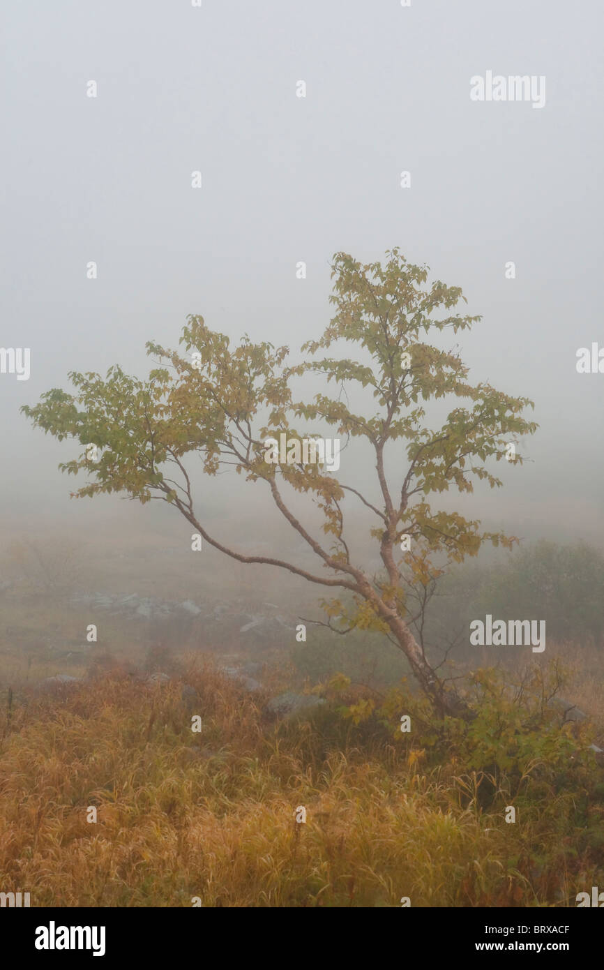 Autumnal Tree in Fog Stock Photo - Alamy