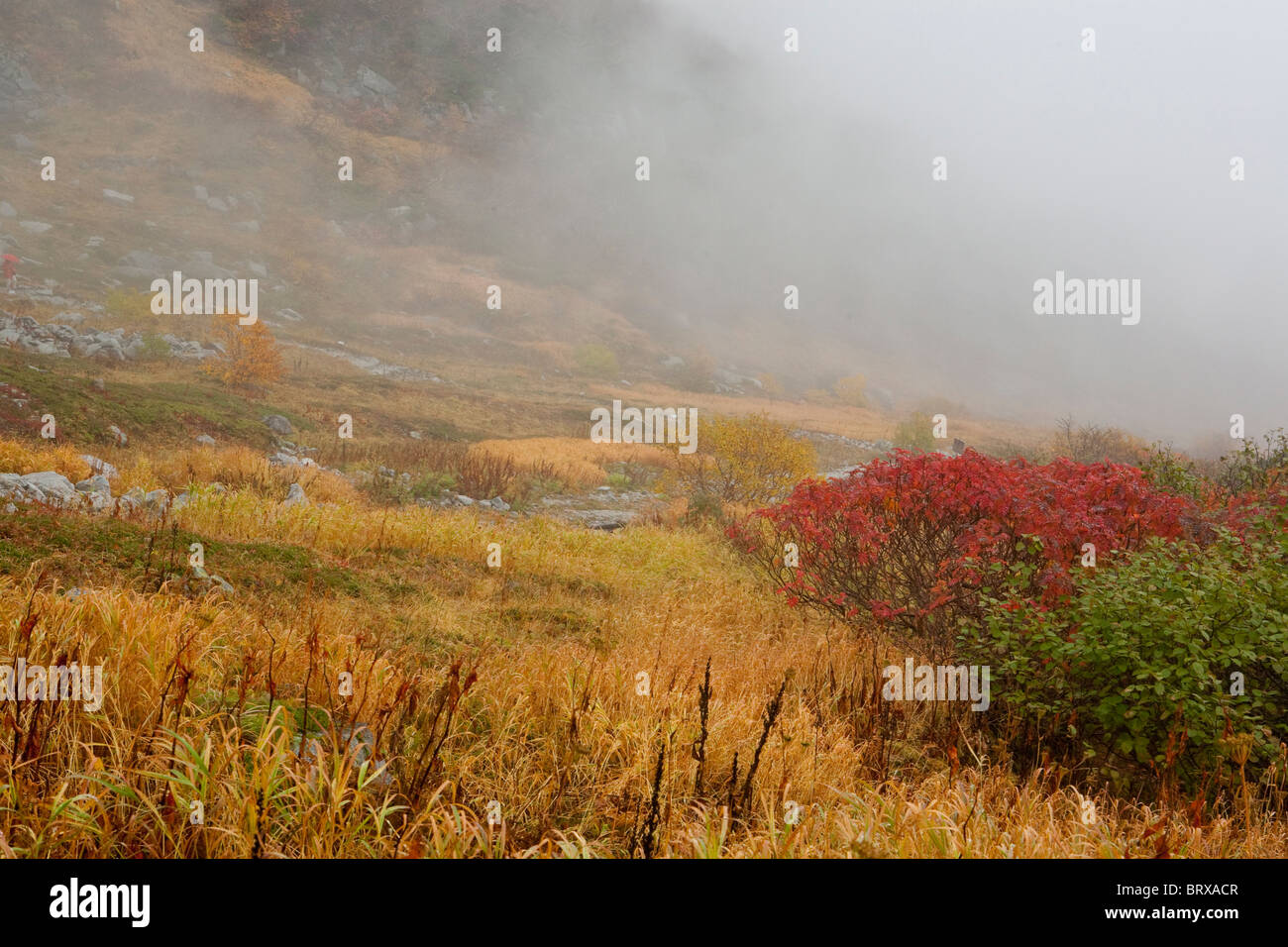 Fog mist grass field rain hi-res stock photography and images - Alamy