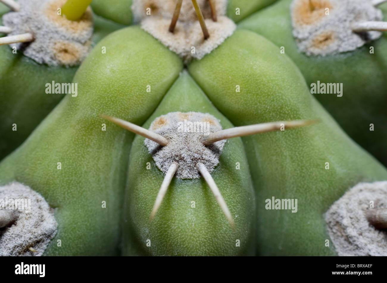 Close up photo of San Pedro cactus (Trichocereus pachanoi Stock Photo Alamy