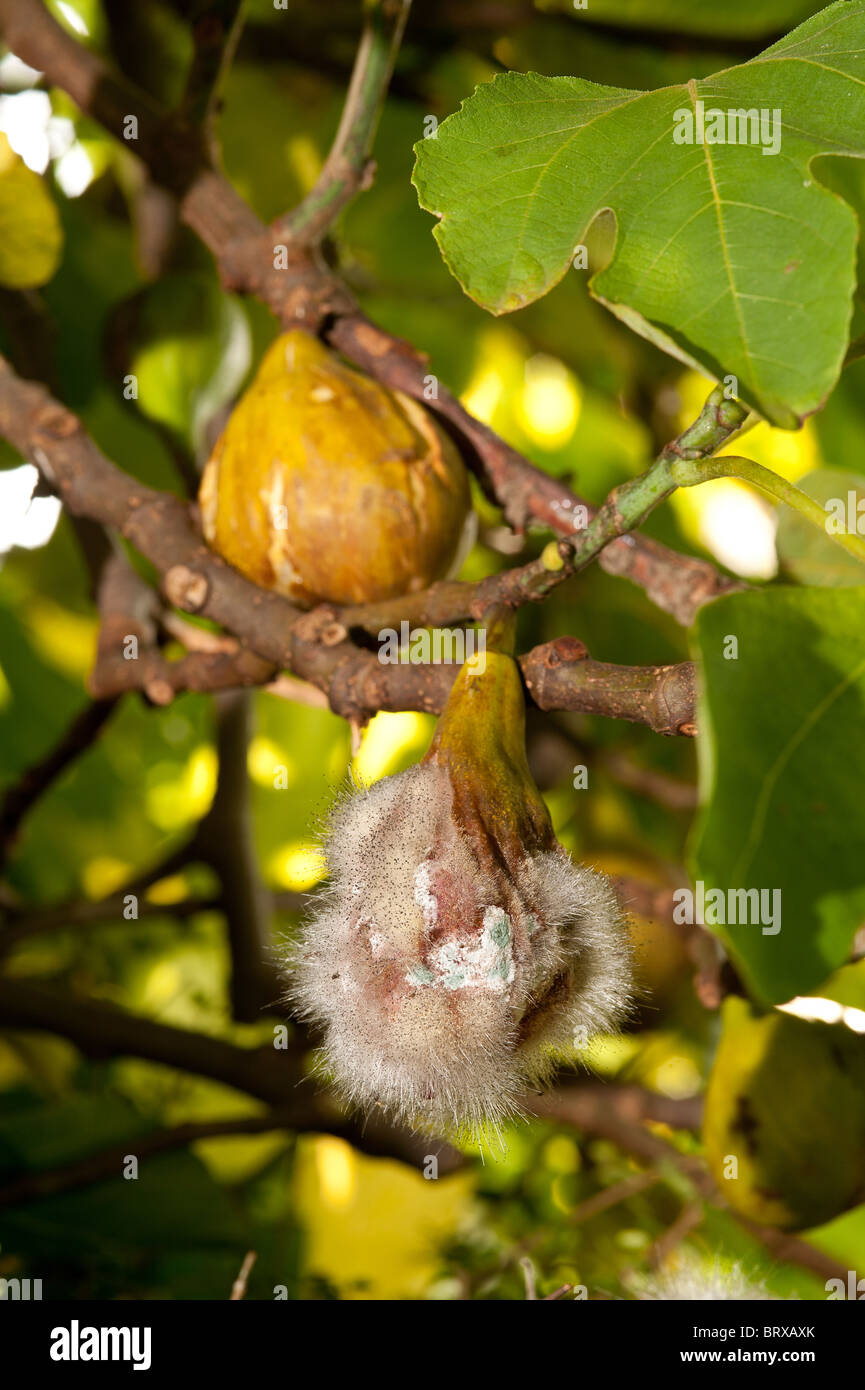 rotting fig fruit on the tree due to too much rain and lack of sunshine showing fungi spores hyphae of pinmold Stock Photo