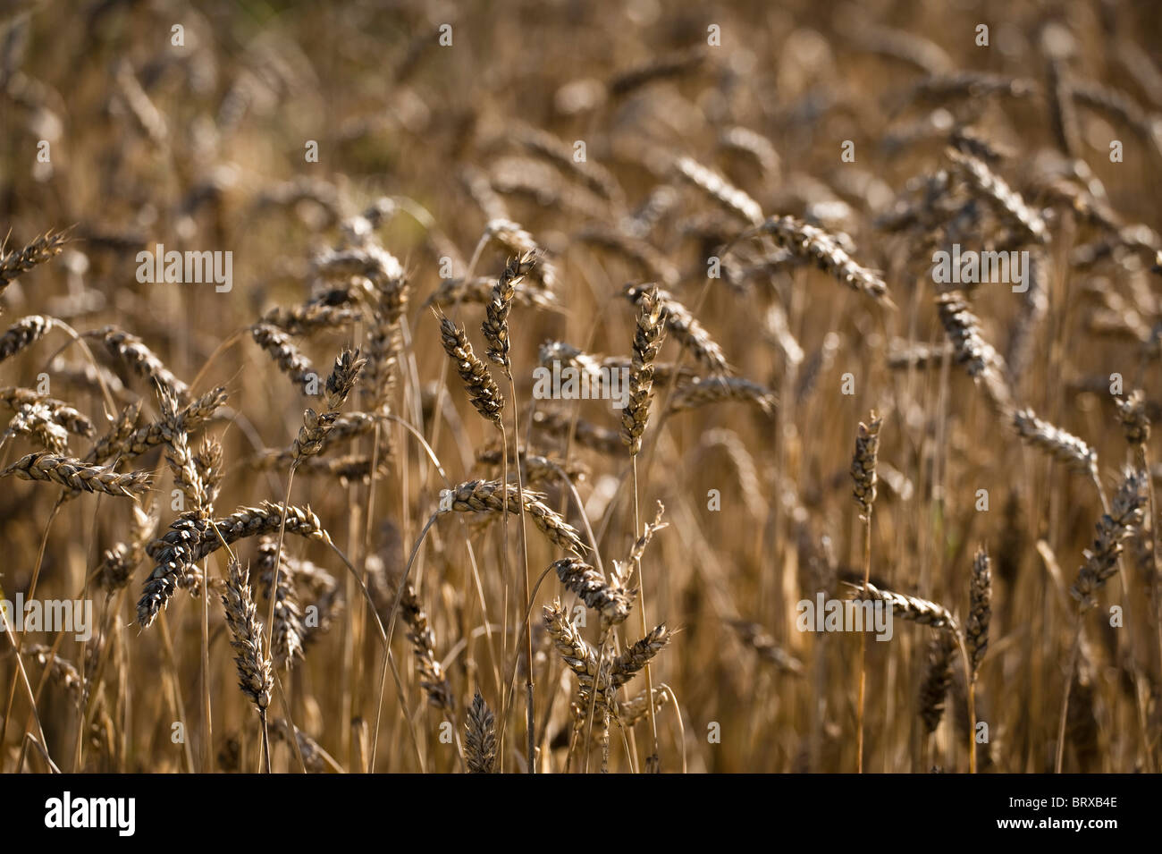 Wheat, Triticum aestivum, growing at The Eden Project in Cornwall, United Kingdom Stock Photo