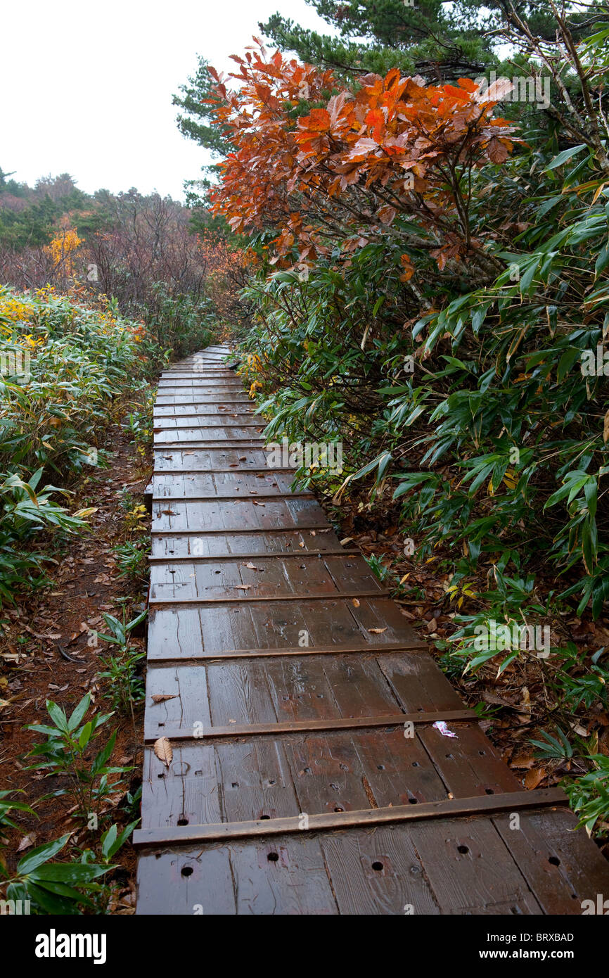 Adatara Hi Res Stock Photography And Images Alamy