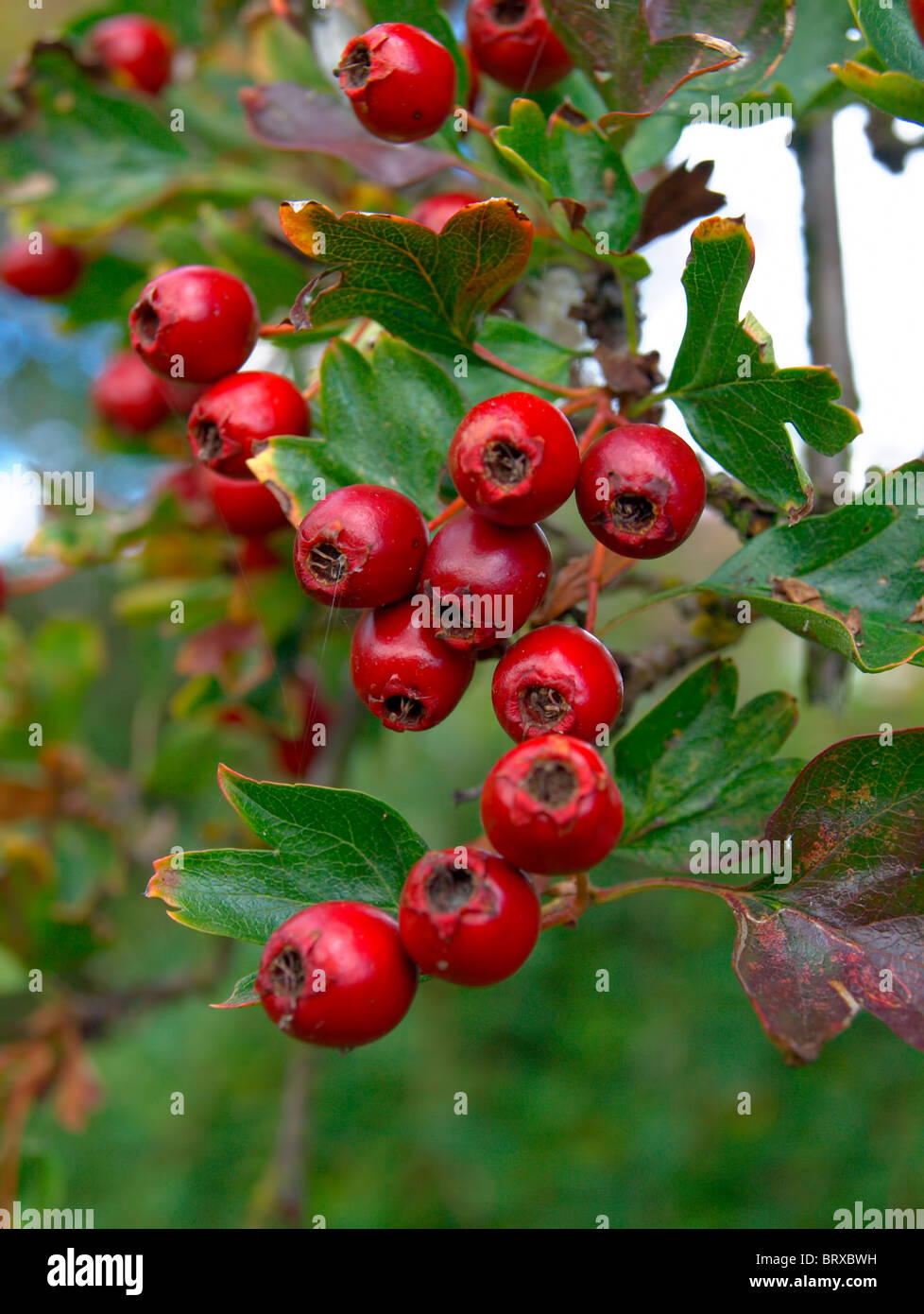 Hawthorne Berries (closeup Stock Photo Alamy