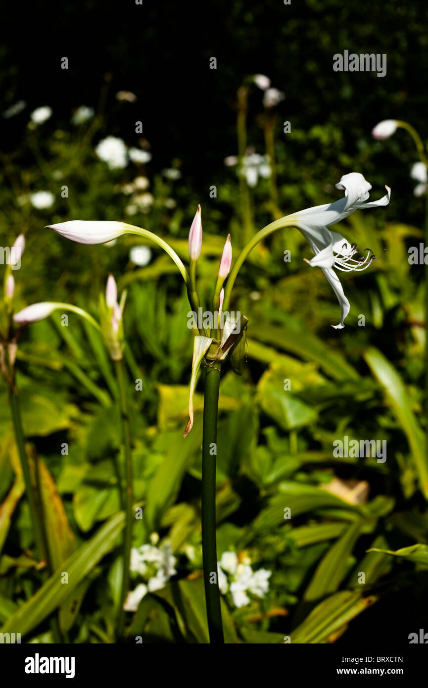 White Powell Lily, Crinum x powellii 'Album' Stock Photo