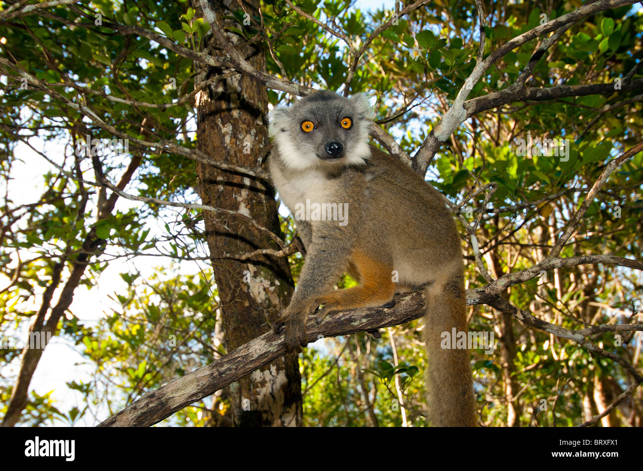lemur wildlife brown wool Madagascar madagaskar lemur wild forest rainforest tree prosimian Stock Photo
