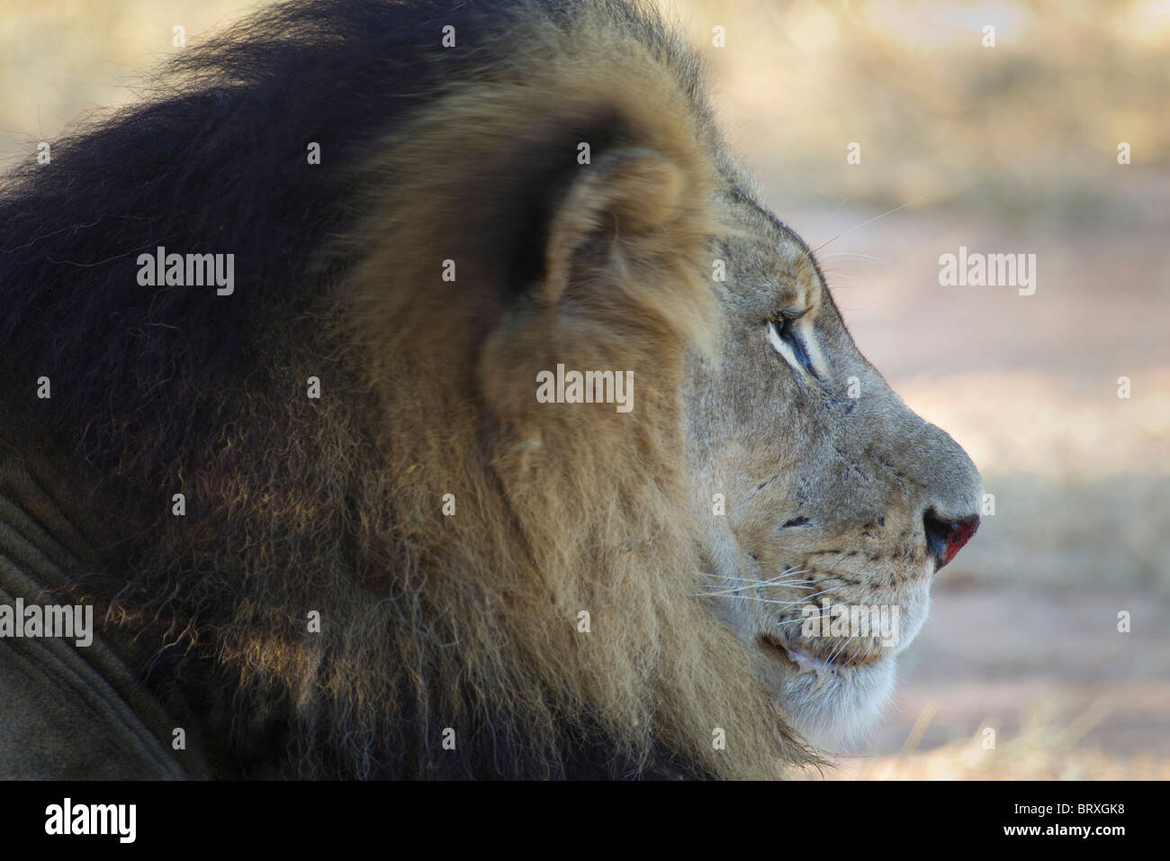 Lion Portrait Stock Photo