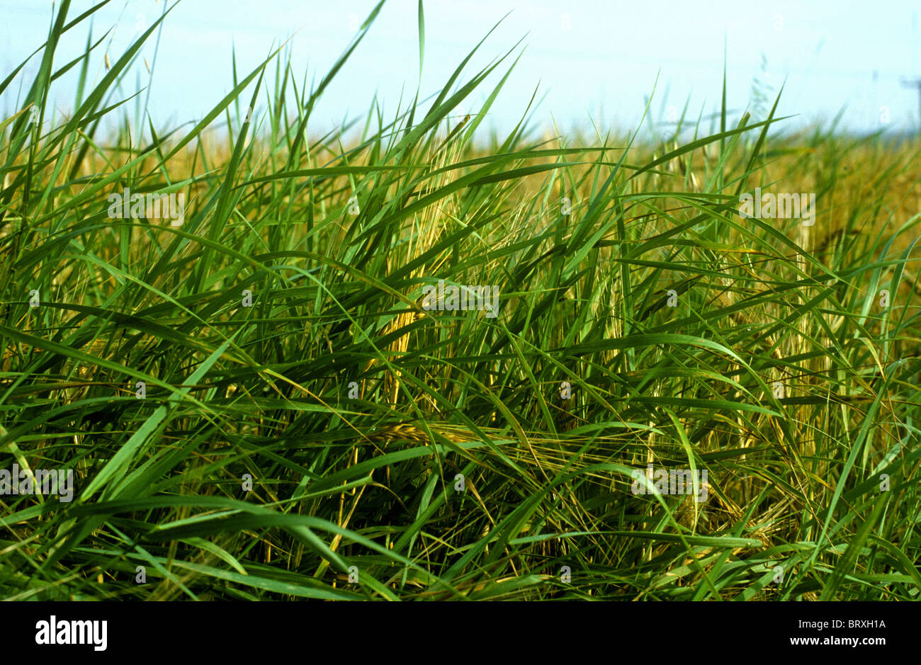 Couch grass, (Agropyron repens) infestation in a ripe barley crop Stock Photo
