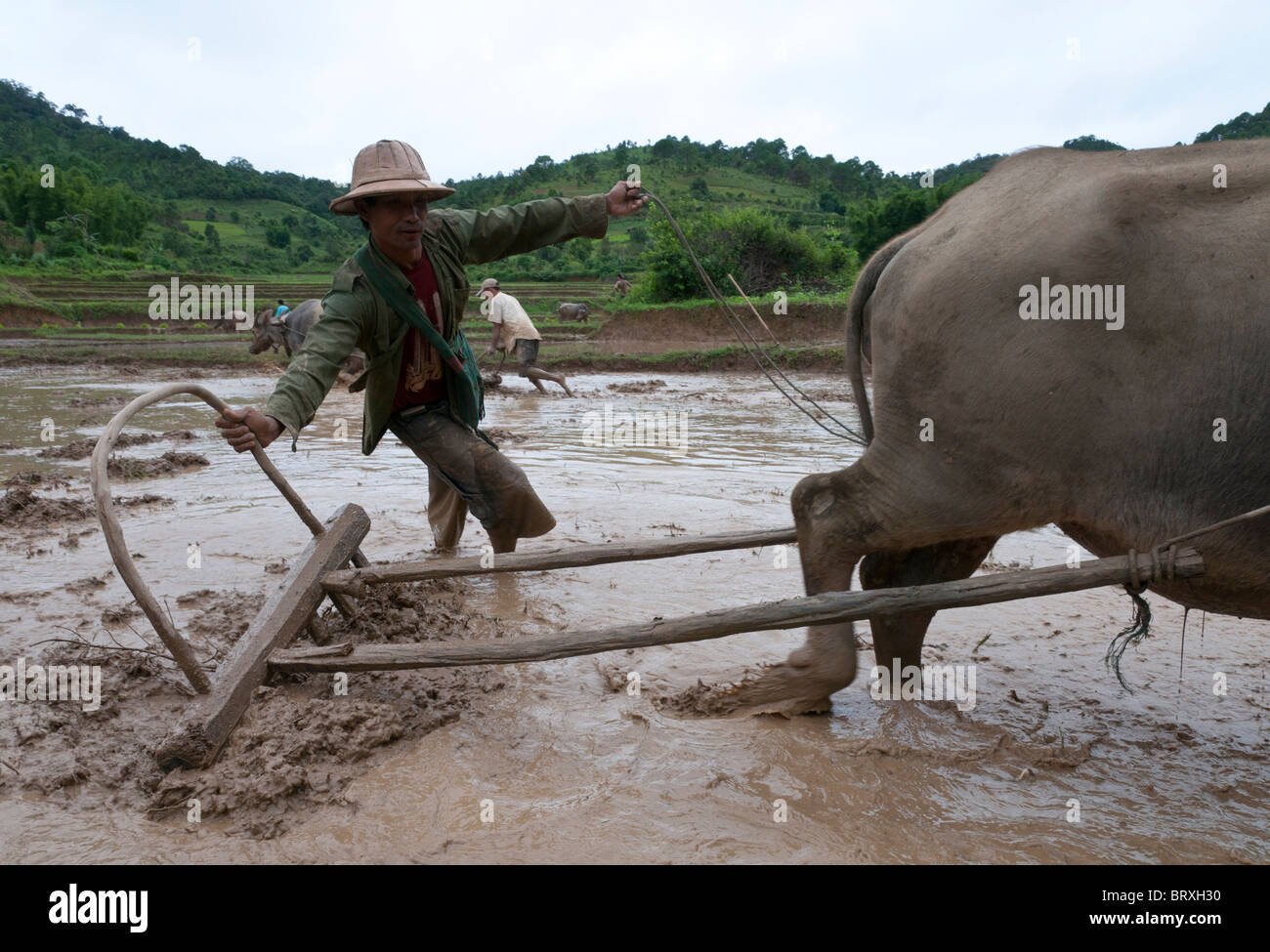 farmer plowing his rice paddy with buffalo. Shan Hills. Myanmar Stock Photo