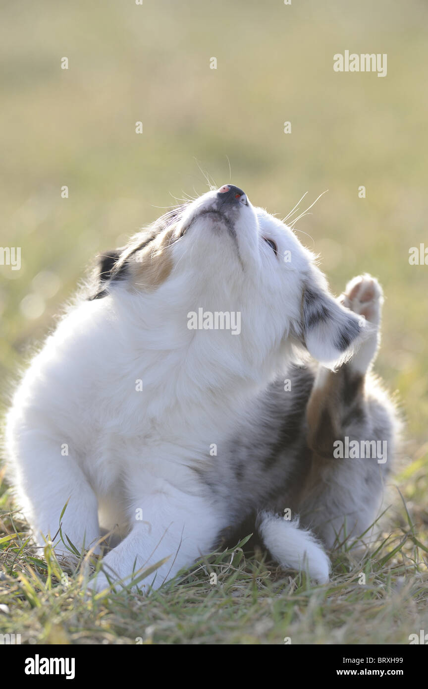 Australian Shepherd (Canis lupus familiaris). Puppy sitting on grass while scratching an ear with its hind paw. Stock Photo