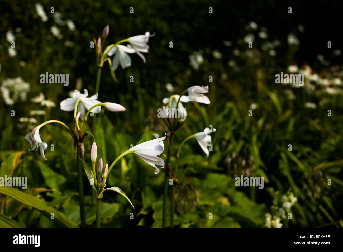 White Powell Lily, Crinum x powellii 'Album' Stock Photo