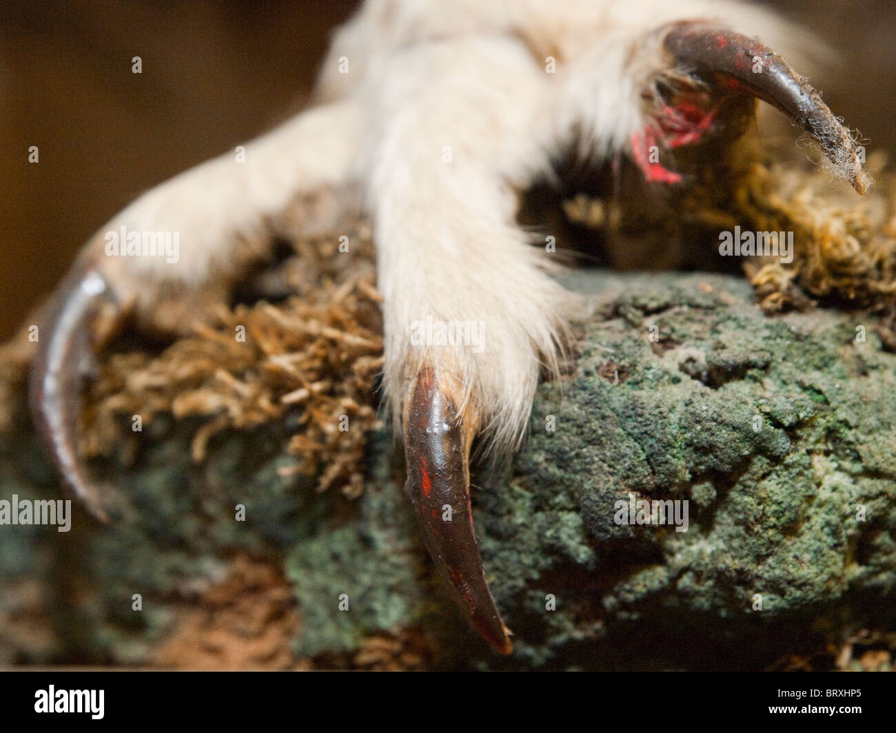 Close up of a stuffed Eagle Owls Claw. Stock Photo
