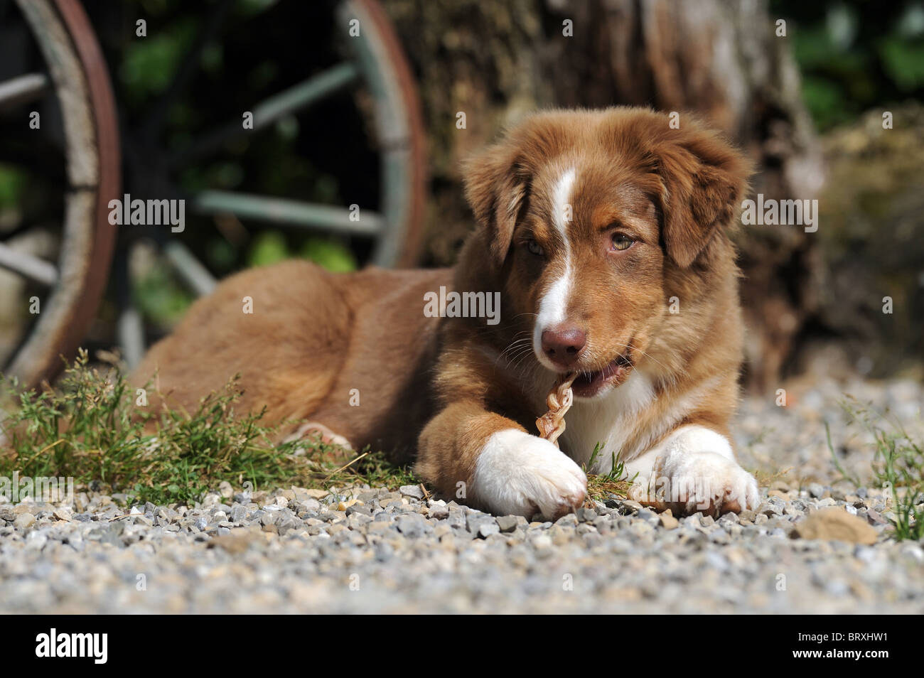 can a australian shepherd eat slim jim