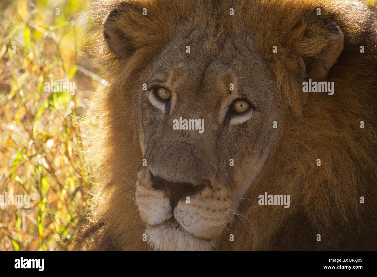 Male Lion Portrait Stock Photo