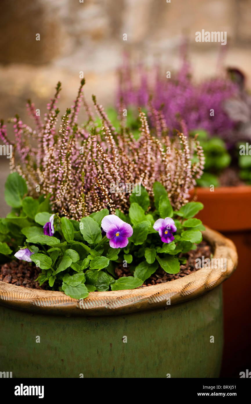 Viola F1 'Sorbet Blueberry Cream' and Calluna vulgaris ‘Bud Bloomers’ growing in a ceramic flower pot Stock Photo