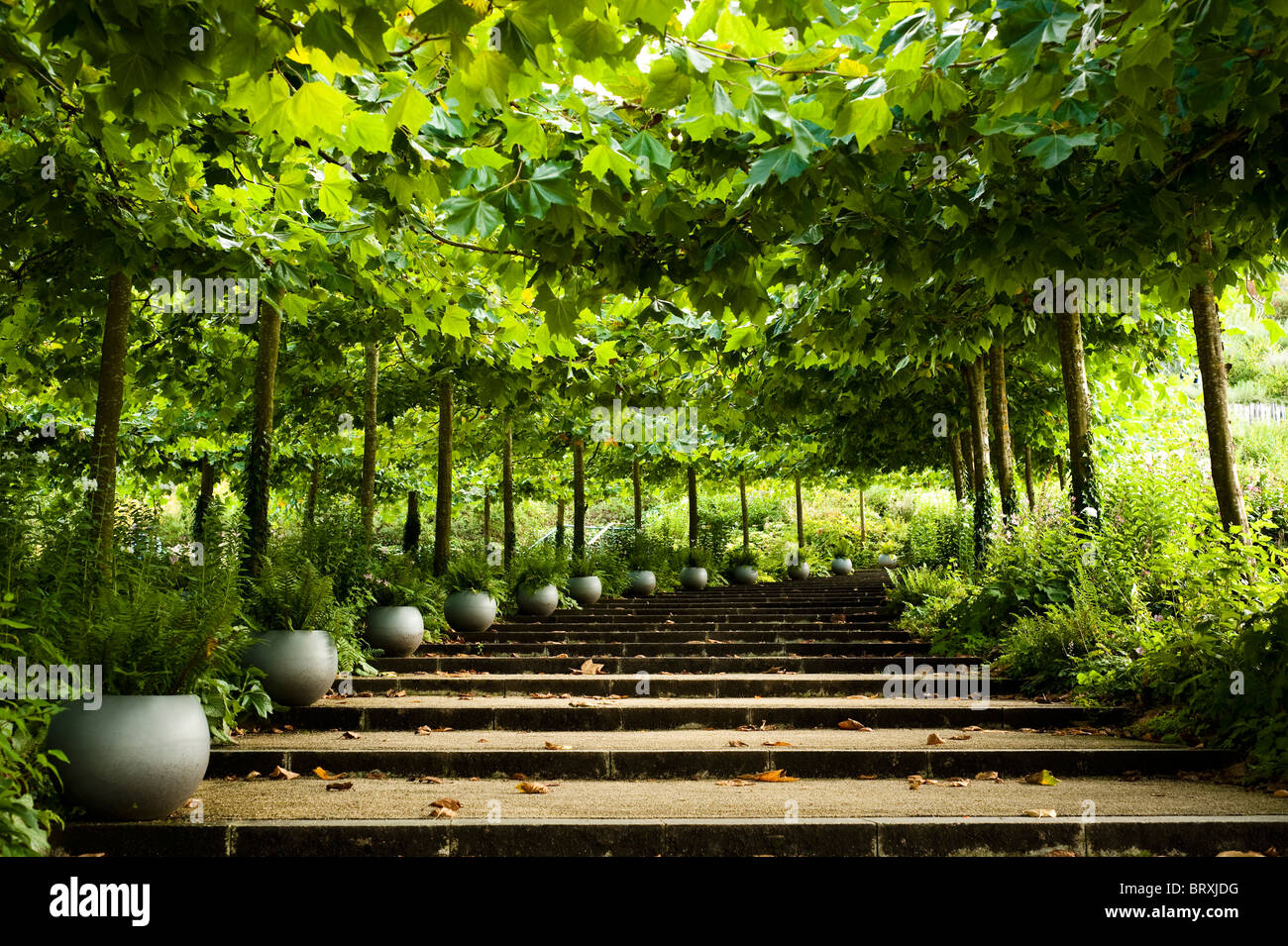 Avenue of London Planes, Platanus x acerfolia, at The Eden Project in Cornwall Stock Photo