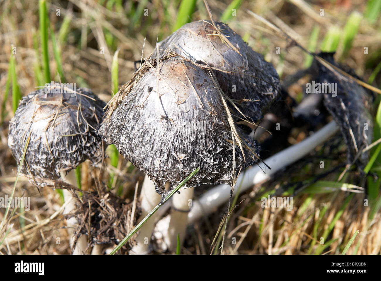 there are toadstools in-field Stock Photo