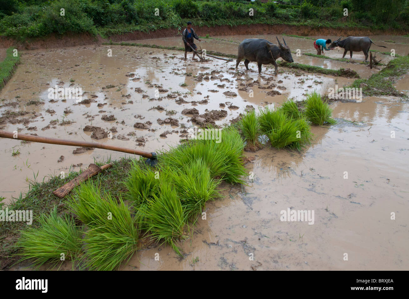 Myanmar Rice Paddy farmers powing their rice paddies with rice shoots in frgd. shan Hills ...