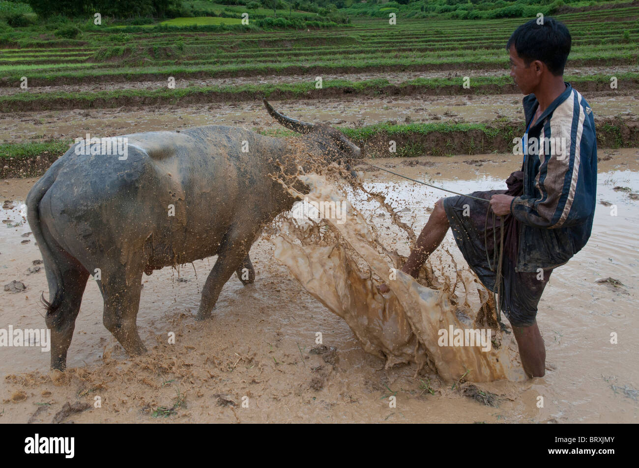 farmer washing his buffalo in rice paddy. Shan HILLS. Myanmar Stock Photo