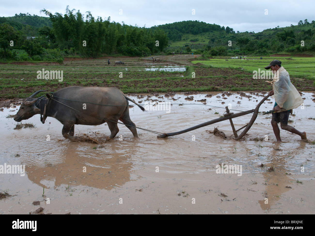 Myanmar Rice Paddy farmer plowing his rice paddy with buffalo. shan Hills. Myanmar Stock ...
