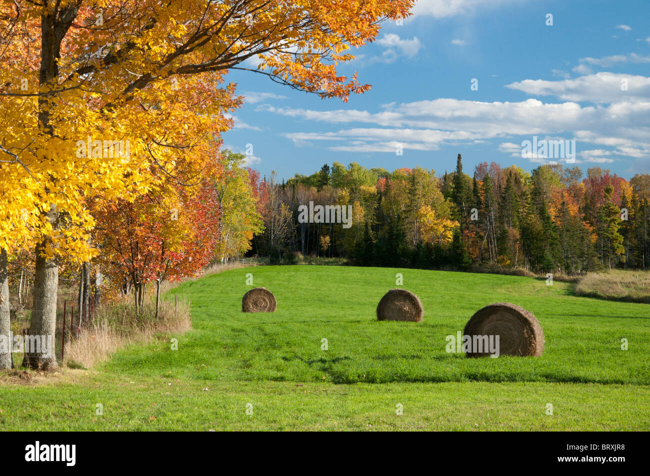 Hay bales and fall colours on Manitoulin Island Stock Photo