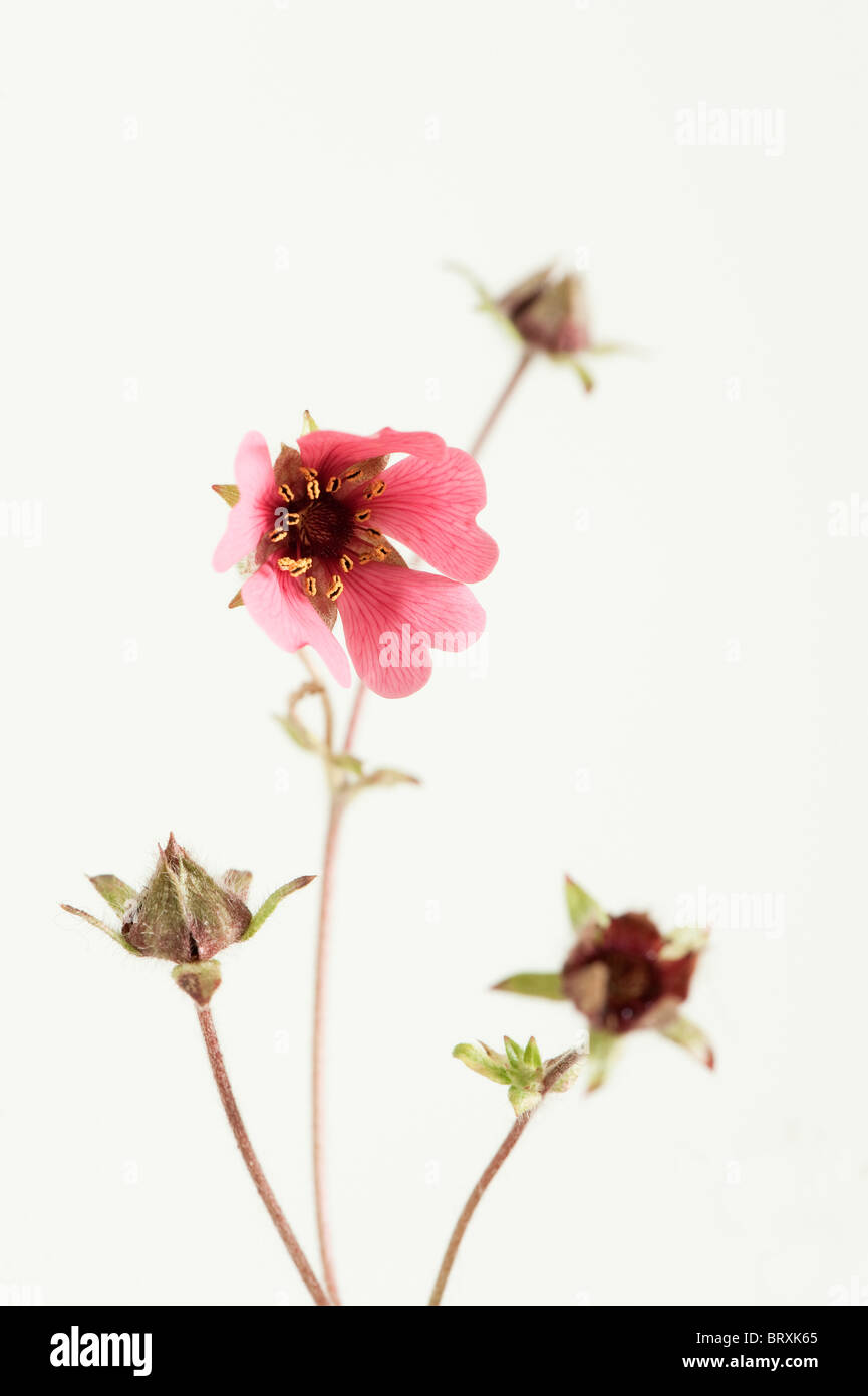Potentilla nepalensis 'Miss Willmott' in flower Stock Photo
