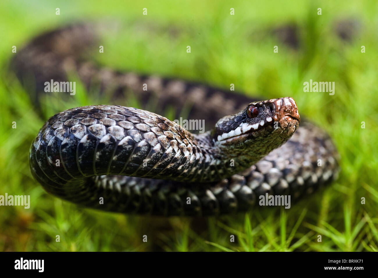 The angered viper. Stock Photo