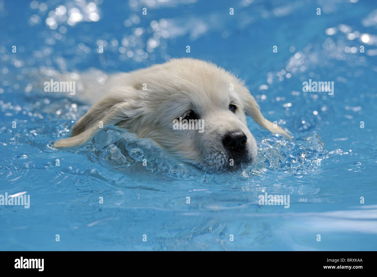 Golden Retriever (Canis lupus familiaris), puppy swimming. Stock Photo