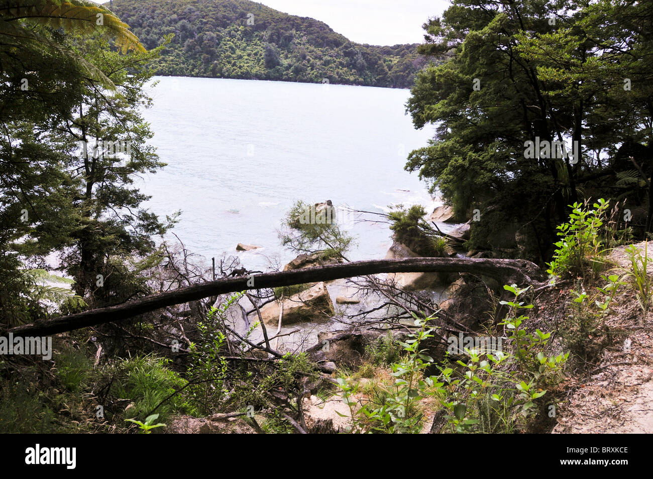new zealand south island nelson