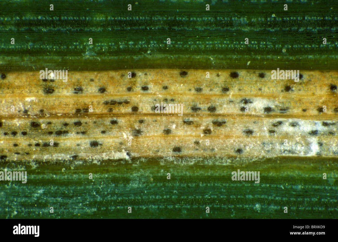 Septoria leaf spot (Zymoseptoria tritici) lesion to show pycnidia in wheat leaf Stock Photo