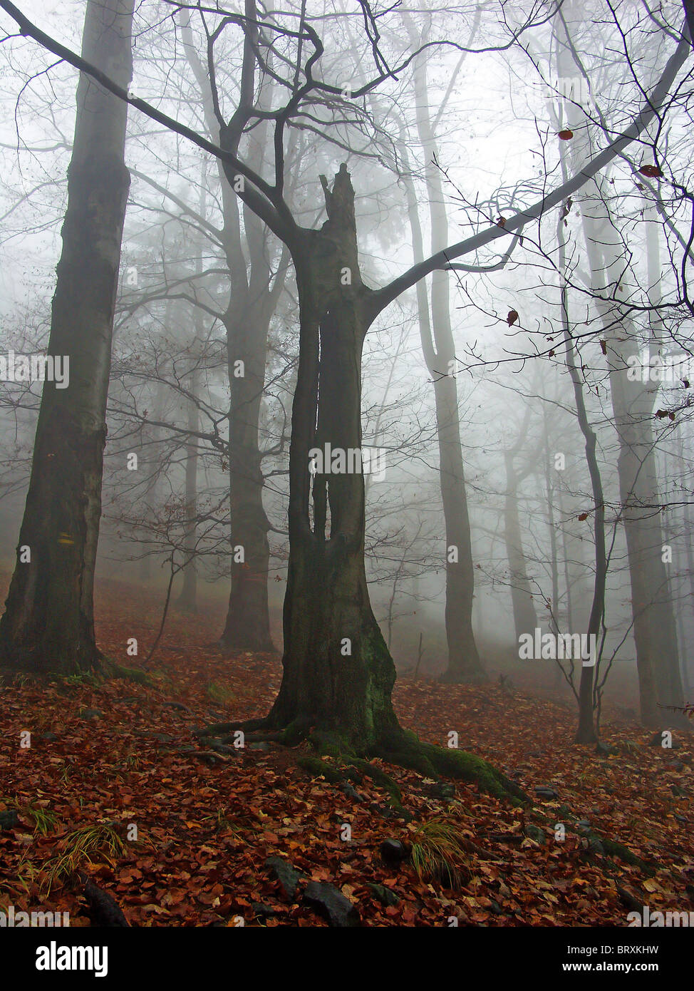 gloomy atmosphere in forest Stock Photo Alamy