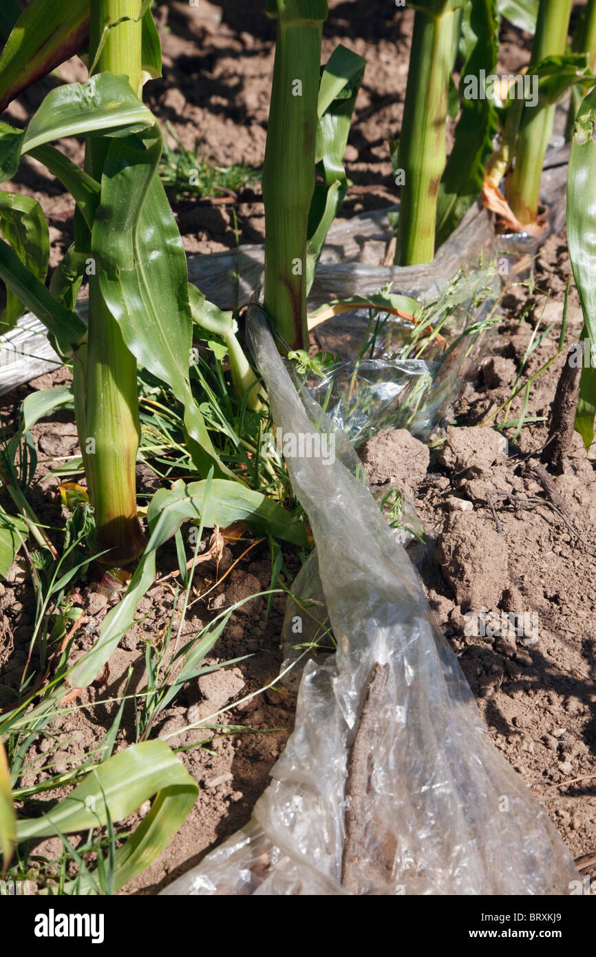 UK, Britain. Maize crop growing through plastic on the soil Stock Photo