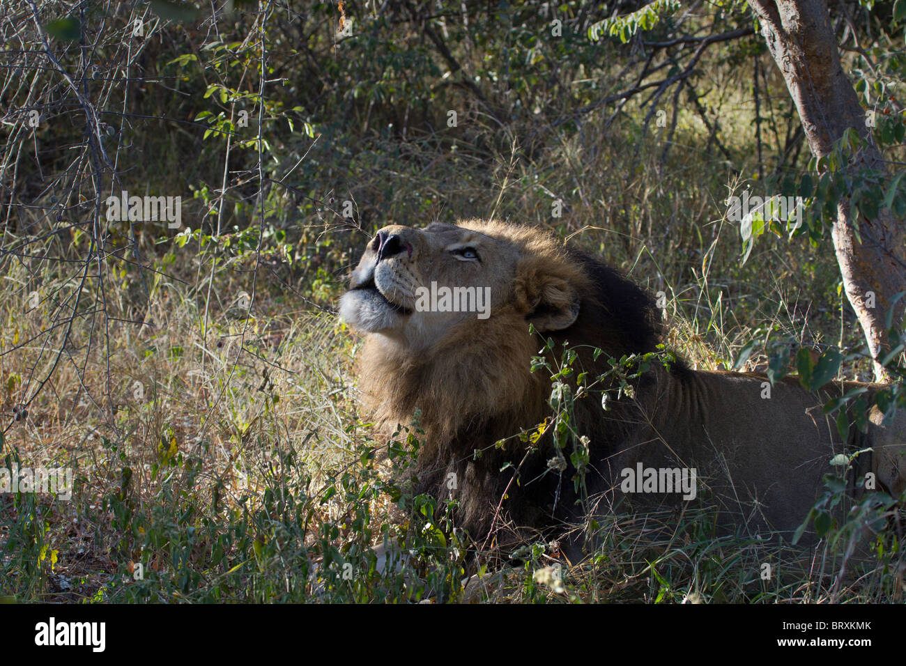 Male Lion Sniffing the Air for Scent Stock Photo