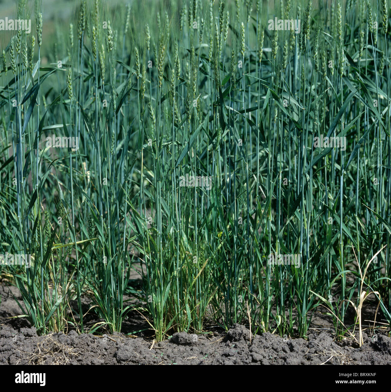 Dwarf bunt (Tilletia controversa) causing dwarfing in bearded wheat crop Stock Photo