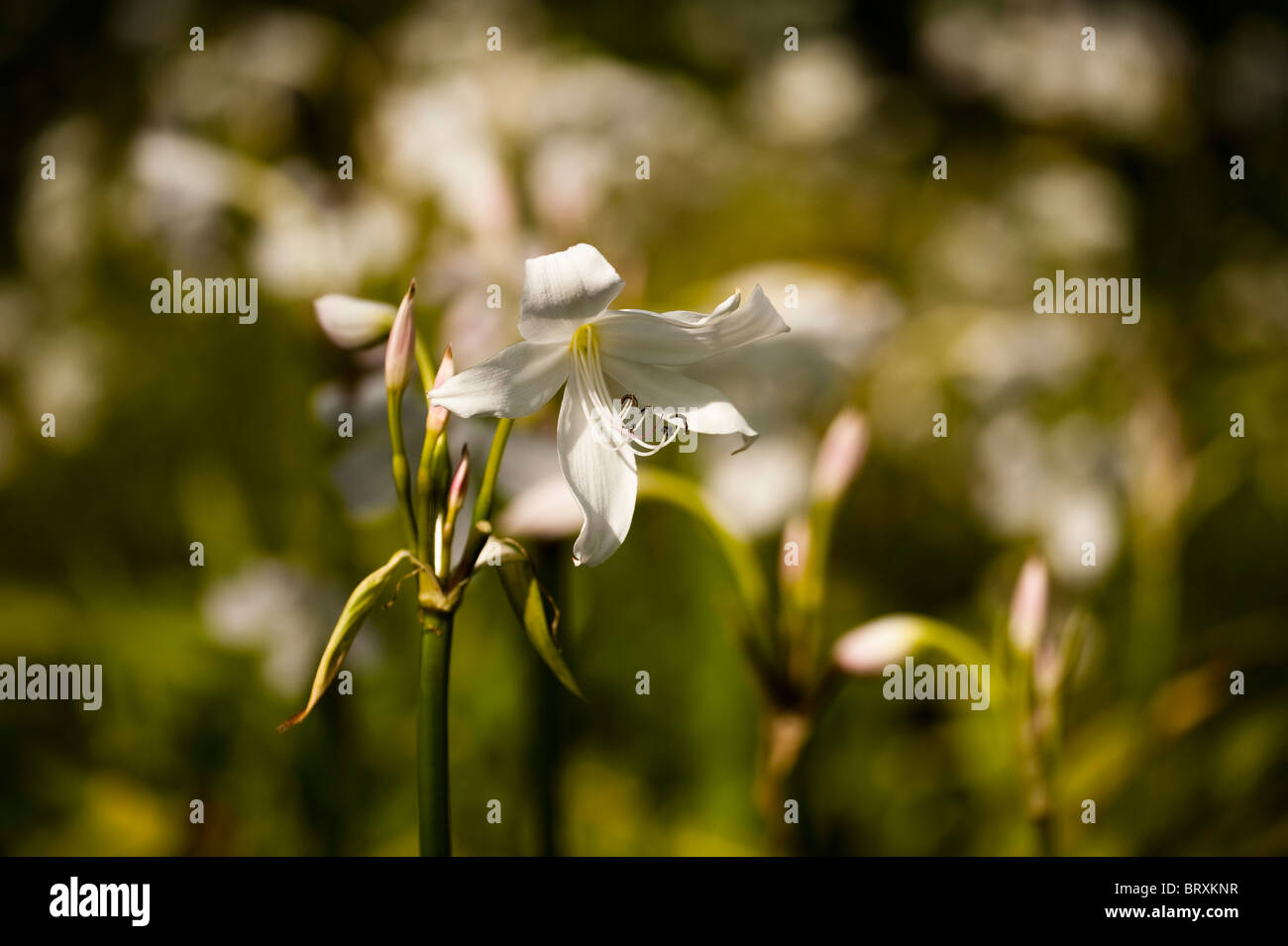 White Powell Lily, Crinum x powellii 'Album' Stock Photo