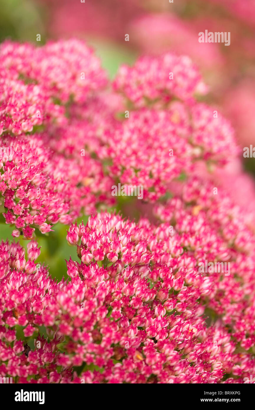 Close up of a bright pink Hylotelephium or Sedum in flower in Autumn Stock Photo