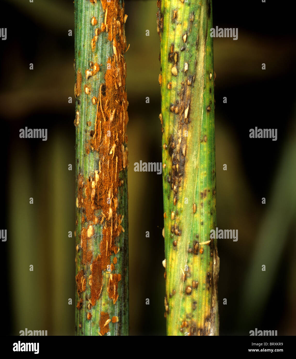 Black stem rust (Puccinia graminis) on bearded (awned) wheat stems Stock Photo