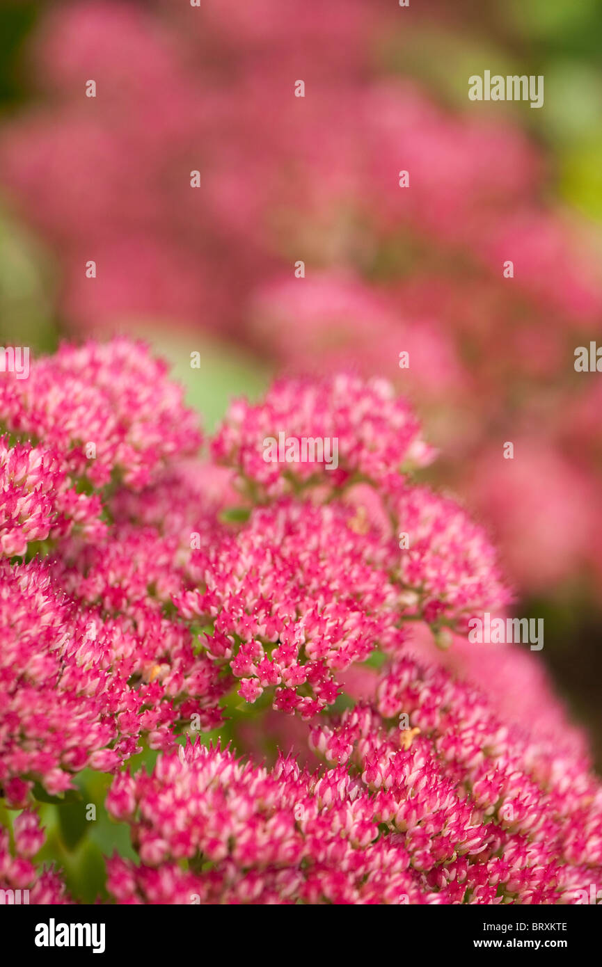 Close up of a bright pink Hylotelephium or Sedum in flower in Autumn Stock Photo