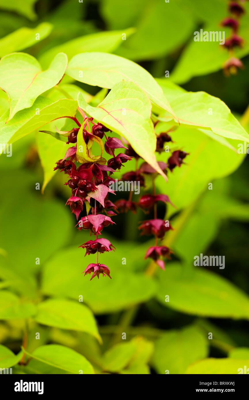 Leycesteria formosa, Pheasant Berry or Himalayan honeysuckle Stock Photo
