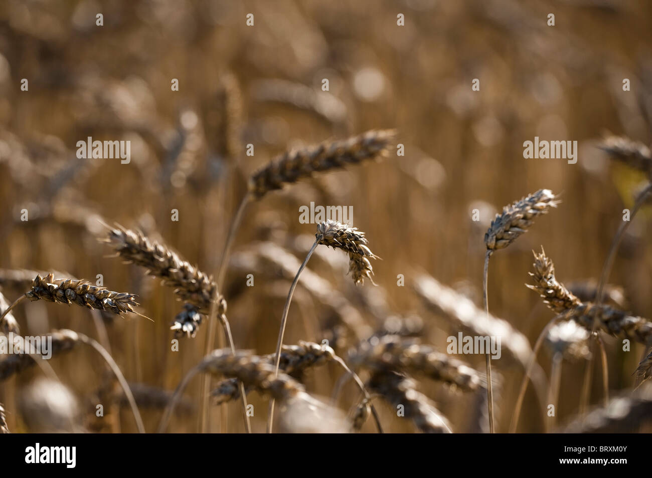 Wheat, Triticum aestivum, growing at The Eden Project in Cornwall, United Kingdom Stock Photo